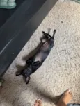 Loki