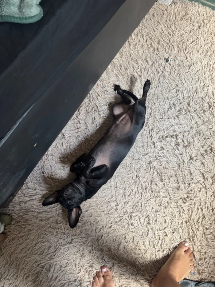 Cachorro raça SRD-ViraLata idade 2 a 6 meses nome Loki