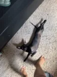 Loki