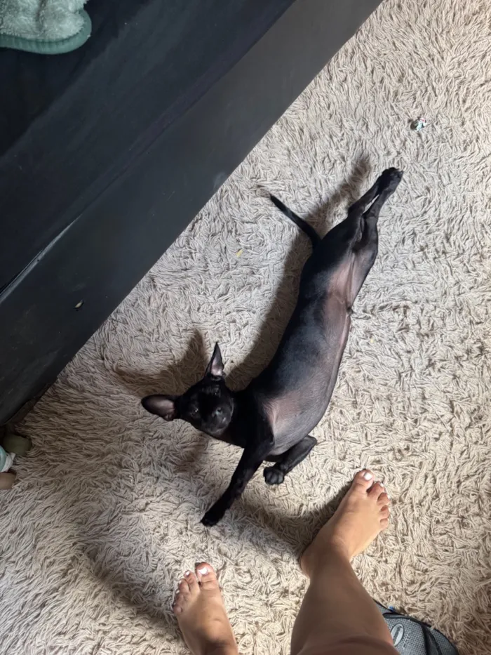 Cachorro raça SRD-ViraLata idade 2 a 6 meses nome Loki