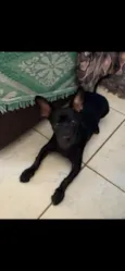 Loki