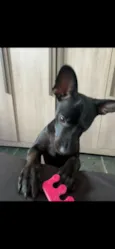 Loki