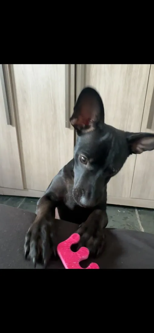 Cachorro raça SRD-ViraLata idade 2 a 6 meses nome Loki
