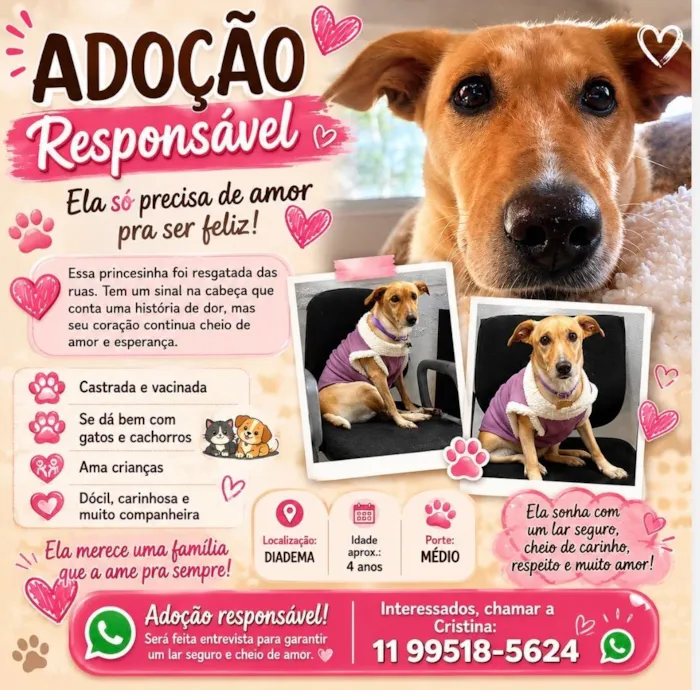 Cachorro raça SRD-ViraLata idade 4 anos nome MEL