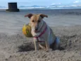 MEL