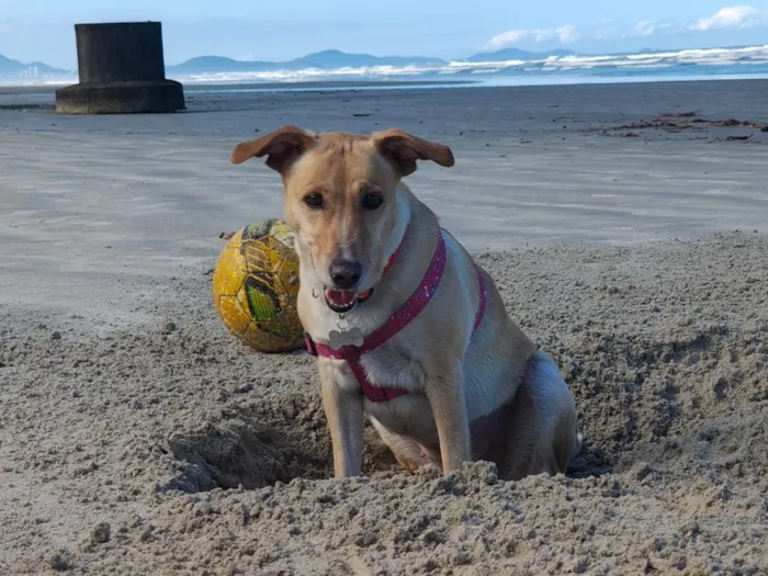 Cachorro raça SRD-ViraLata idade 4 anos nome MEL