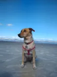 MEL