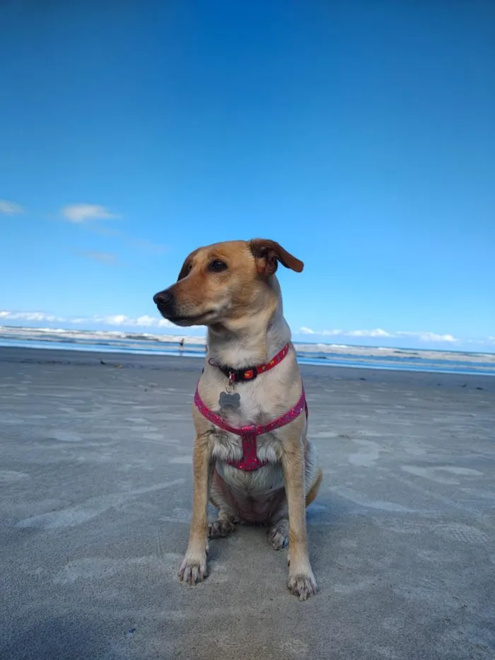 Cachorro raça SRD-ViraLata idade 4 anos nome MEL