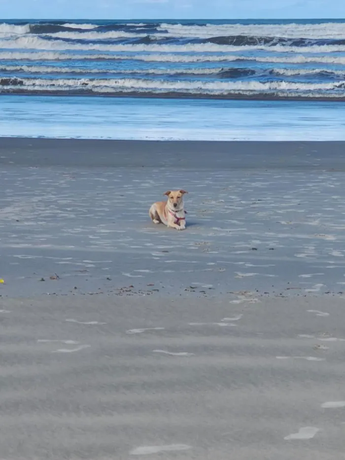 Cachorro raça SRD-ViraLata idade 4 anos nome MEL