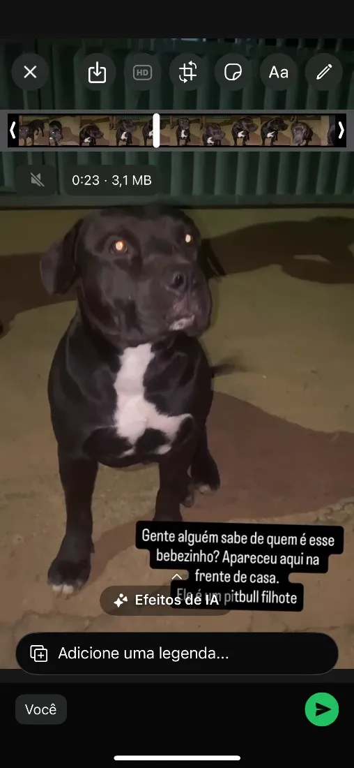 Cachorro raça Pit-Bull idade 7 a 11 meses nome Negão