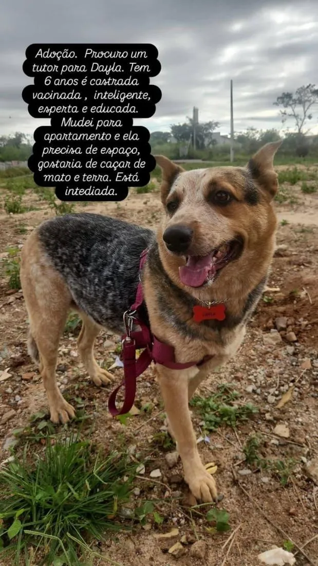 Cachorro raça SRD-ViraLata idade 5 anos nome Dayla