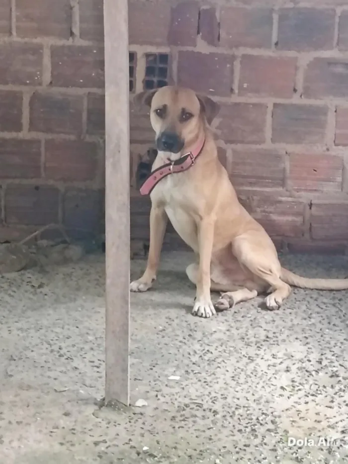 Cachorro raça SRD-ViraLata idade 1 ano nome Scooby 