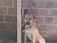 Scooby 