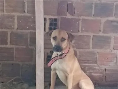 Cachorro raça SRD-ViraLata idade 1 ano nome Scooby 