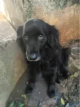 Dylan