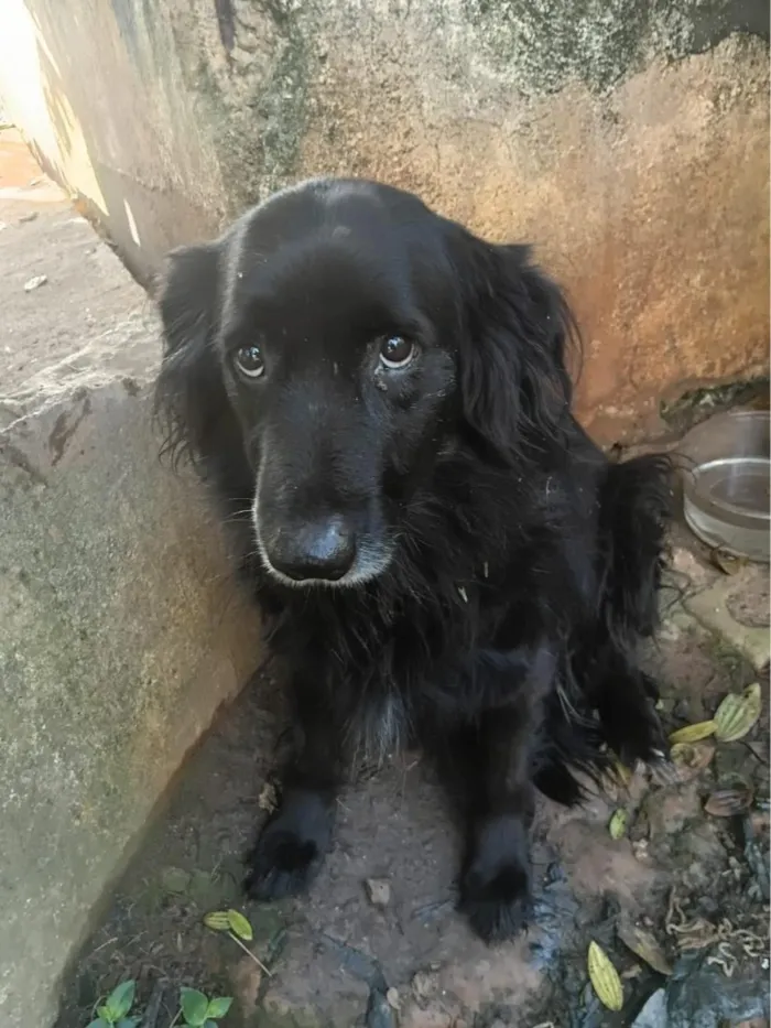 Cachorro raça SRD-ViraLata idade 5 anos nome Dylan