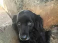 Dylan