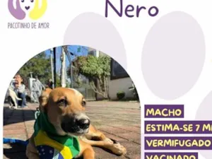 Cachorro raça SRD-ViraLata idade 7 a 11 meses nome Nero