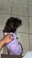 GORDA