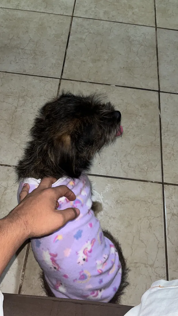 Cachorro raça SRD-ViraLata idade 1 ano nome GORDA