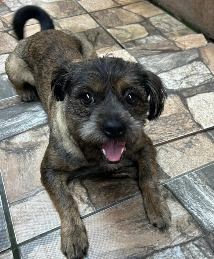 Cachorro raça SRD-ViraLata idade 1 ano nome GORDA