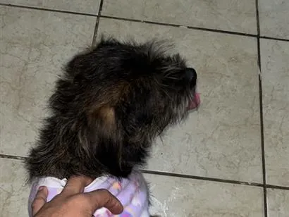 Cachorro raça SRD-ViraLata idade 1 ano nome GORDA
