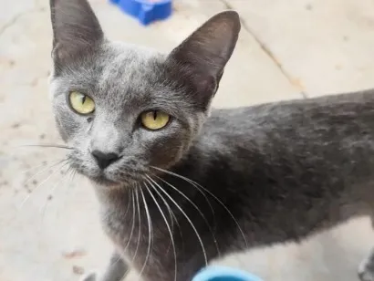 Gato raça SRD-ViraLata idade 1 ano nome Flora