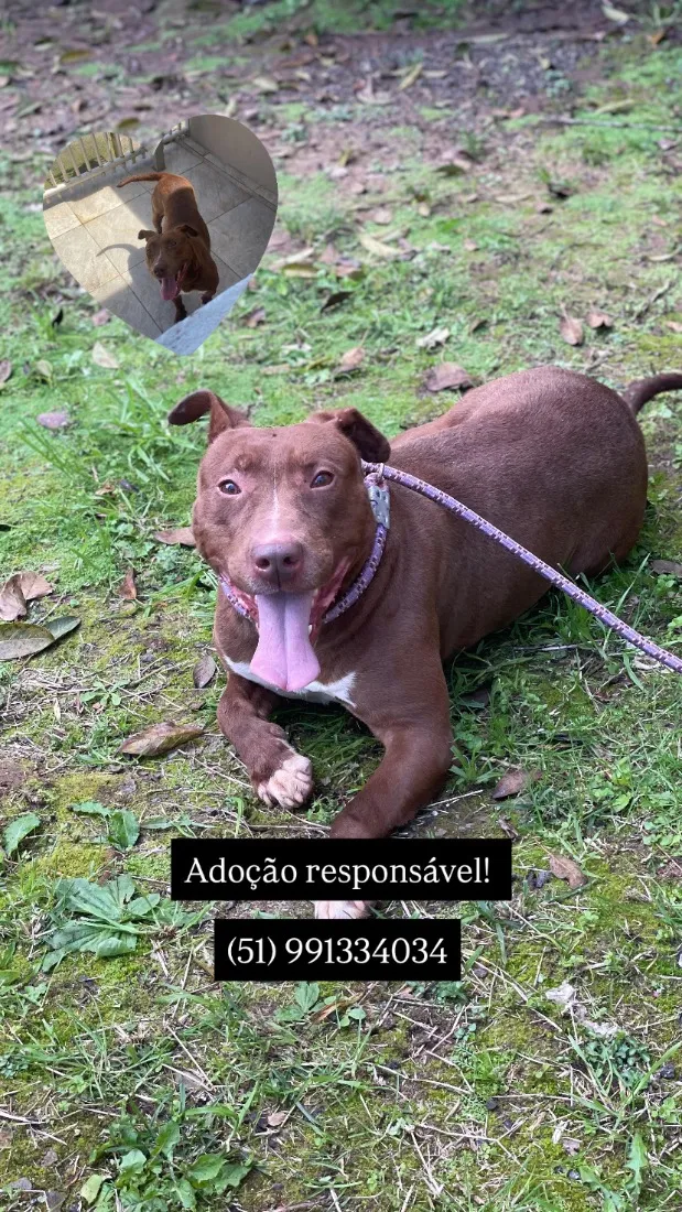 Cachorro raça Pit-Bull idade 4 anos nome Zeus 