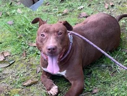 Cachorro raça Pit-Bull idade 4 anos nome Zeus 