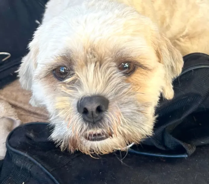 Cachorro raça Shitzu idade 7 a 11 meses nome Luke 