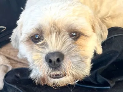 Cachorro raça Shitzu idade 7 a 11 meses nome Luke 