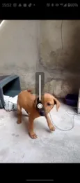 Chiquinha 
