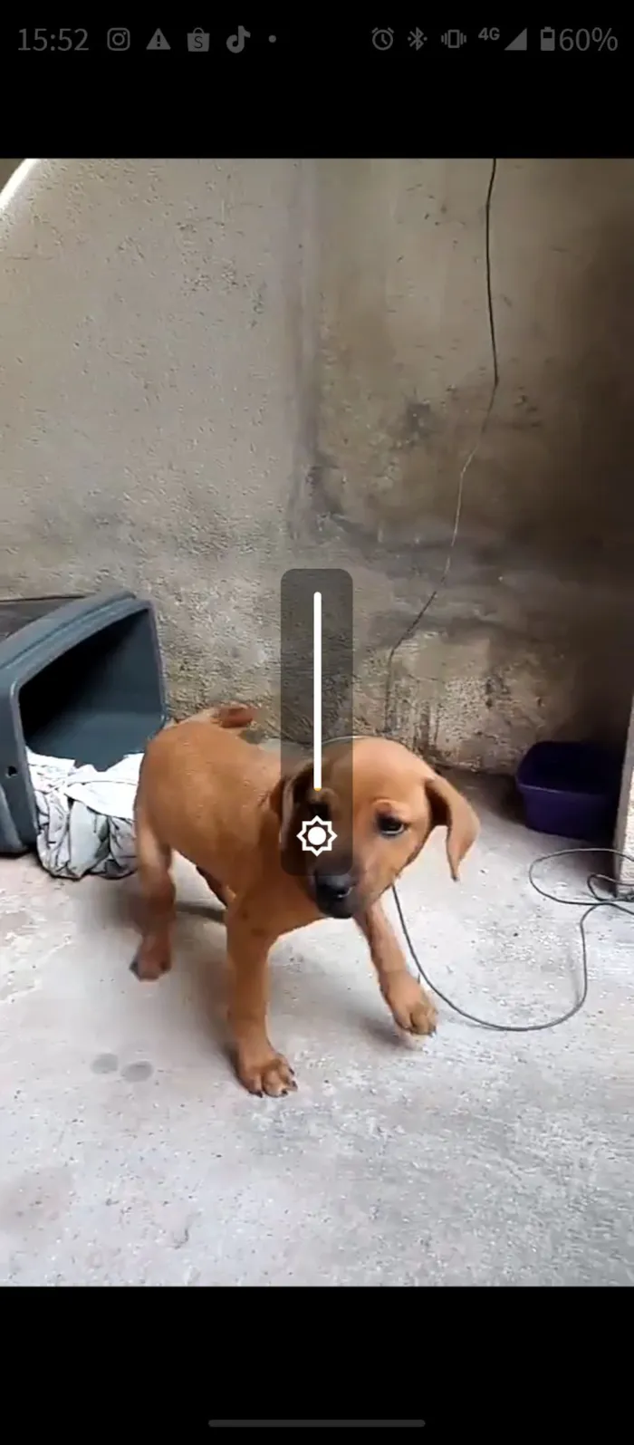 Cachorro raça SRD-ViraLata idade 2 a 6 meses nome Chiquinha 