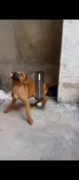 Chiquinha 