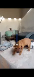 Chiquinha 