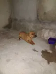 Chiquinha 