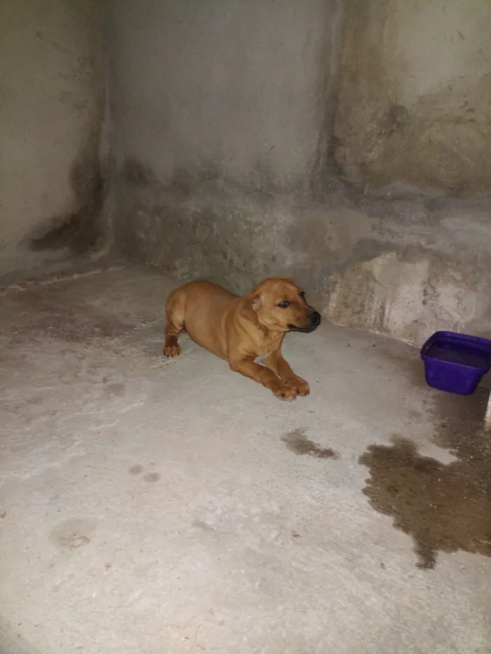Cachorro raça SRD-ViraLata idade 2 a 6 meses nome Chiquinha 