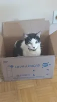 Floquinho 