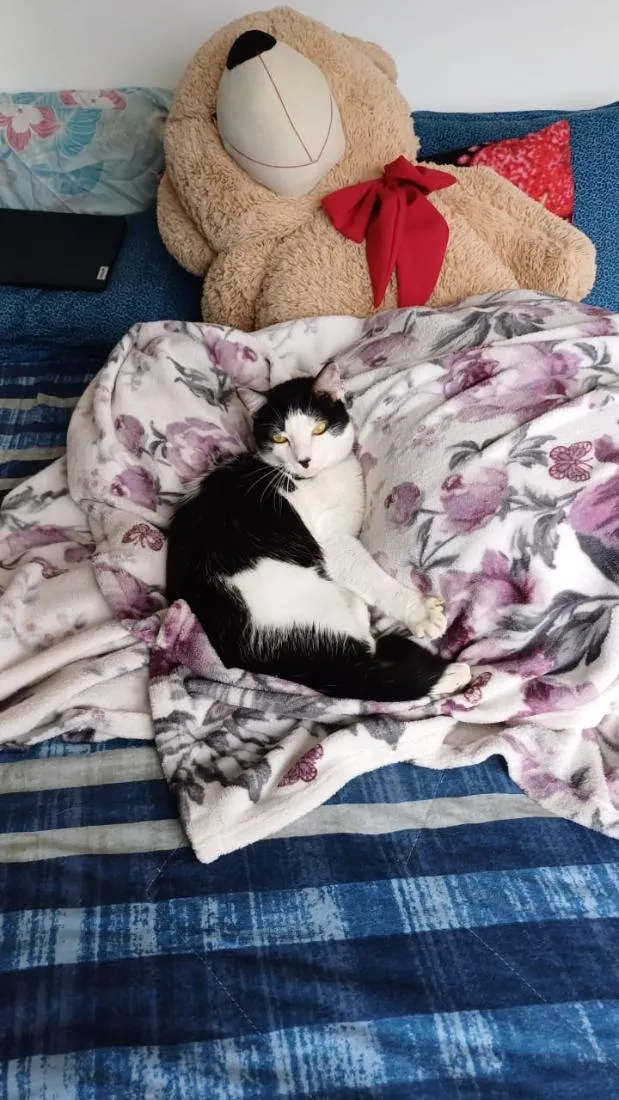 Gato raça SRD-ViraLata idade 2 anos nome Floquinho 