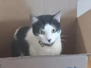 Gato raça SRD-ViraLata idade 2 anos nome Floquinho 