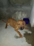 Chiquinha 