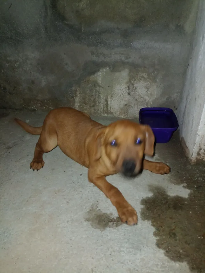 Cachorro raça SRD-ViraLata idade 2 a 6 meses nome Chiquinha 
