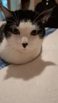 Floquinho 