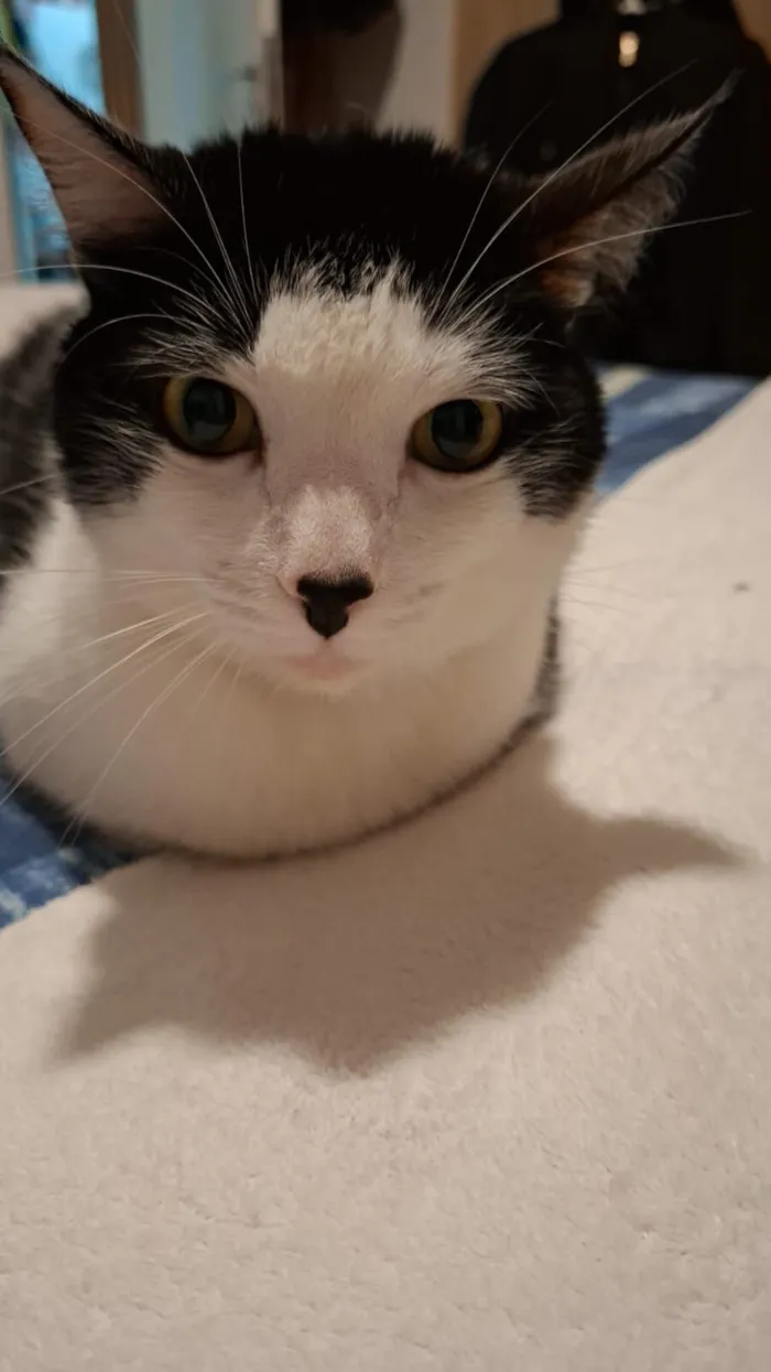Gato raça SRD-ViraLata idade 2 anos nome Floquinho 