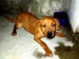 Chiquinha 