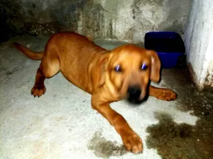 Cachorro raça SRD-ViraLata idade 2 a 6 meses nome Chiquinha 