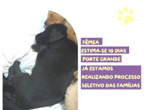 Cachorro raça SRD-ViraLata idade Abaixo de 2 meses nome Zezé Motta