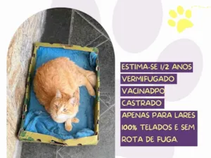 Gato raça SRD-ViraLata idade 1 ano nome Loiro