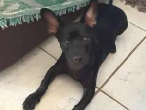 Cachorro raça SRD-ViraLata idade 2 a 6 meses nome Loki