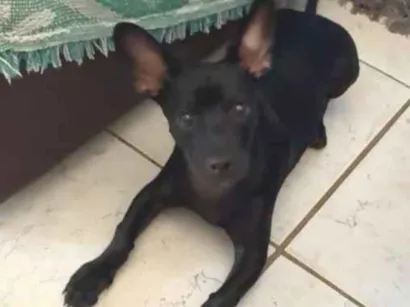 Cachorro raça SRD-ViraLata idade 2 a 6 meses nome Loki